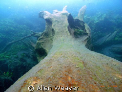 Prehistoric tree in the Media Luna cenote, San Luis Potosi by Allen Weaver 